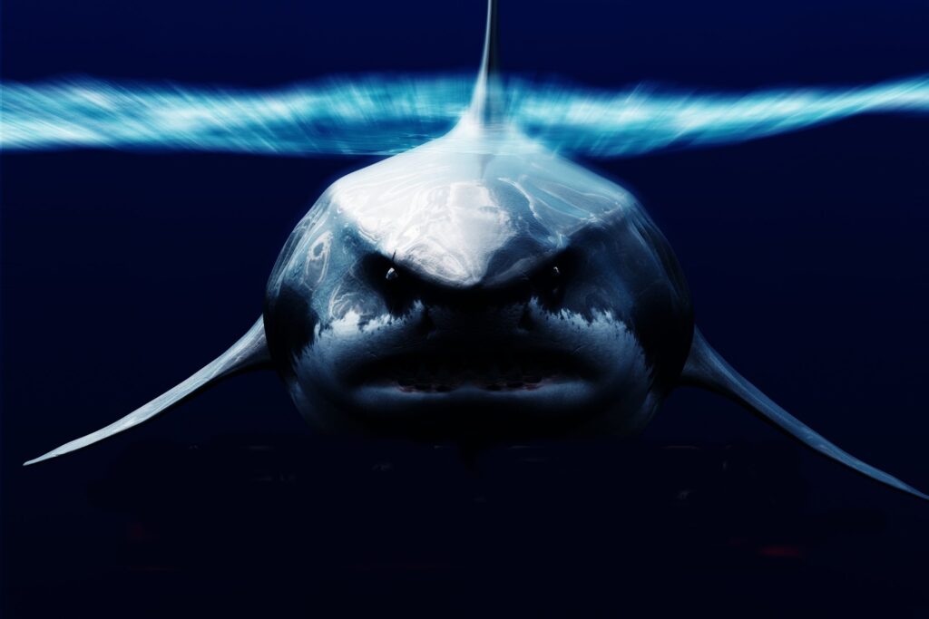 Megalodon: estudo revela dieta variada do maior tubarão