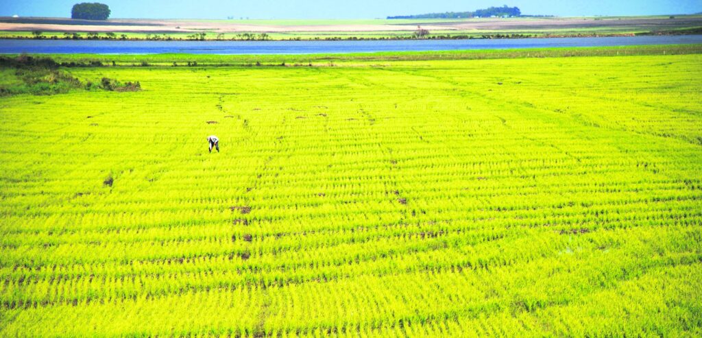 Guerra no Irã eleva fertilizantes 50%, ameaça produção global de