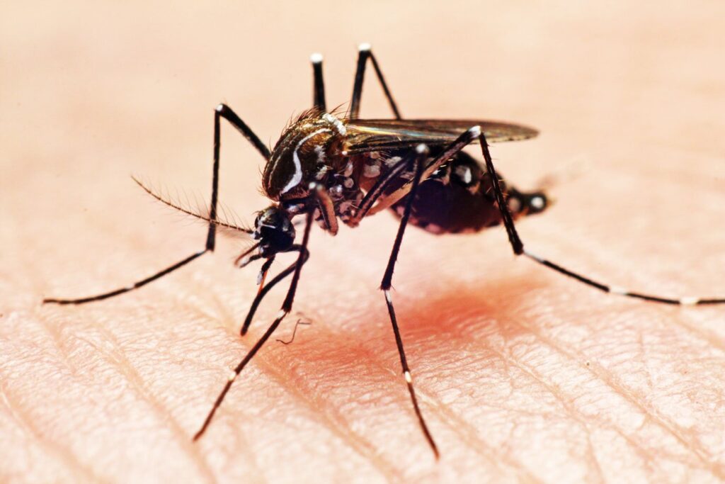 GPS do mosquito: como o inseto caça humanos