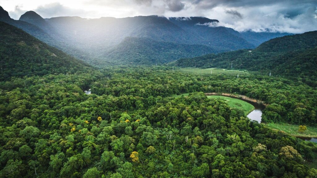 Desmatamento da Mata Atlântica atinge menor índice histórico em 2025