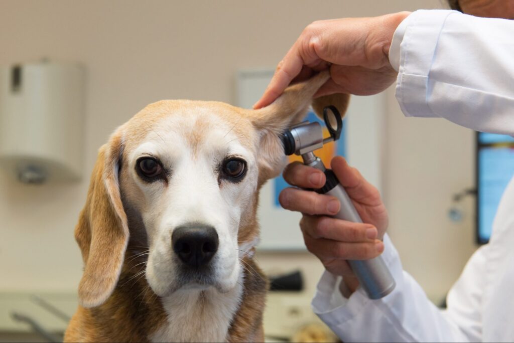 Clínica móvel veterinária fatura US$ 300 mil com estratégia inovadora