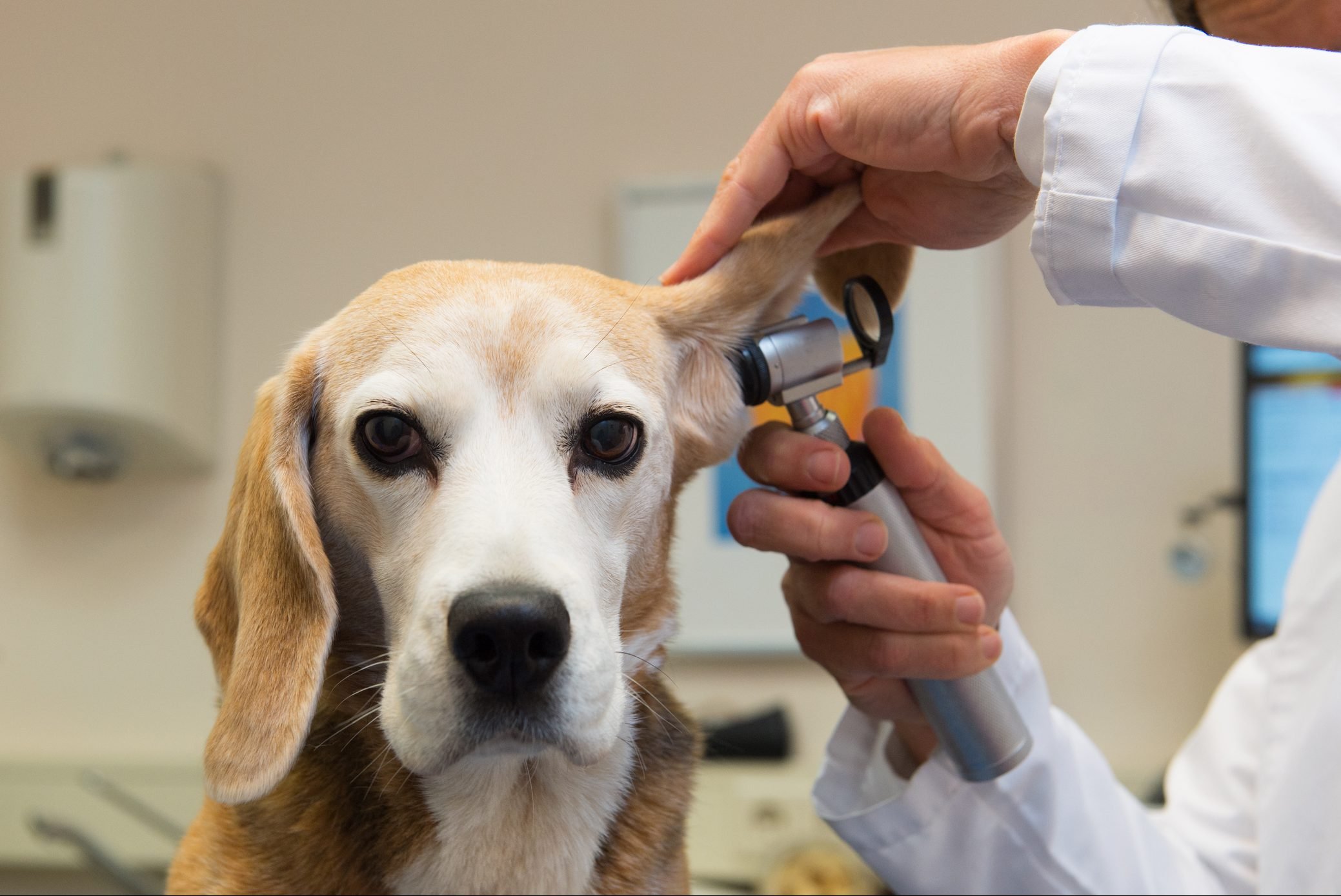 Clínica móvel veterinária fatura US$ 300 mil com estratégia inovadora