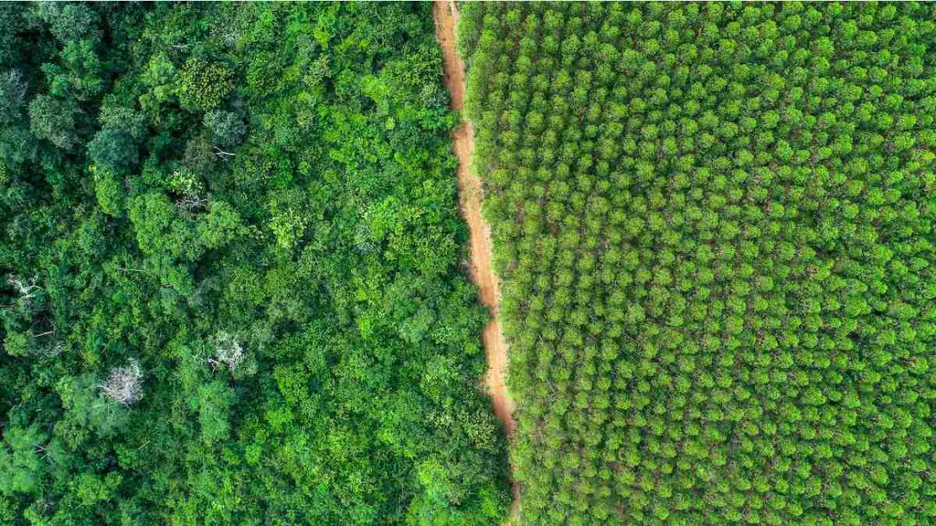 Ação Suzano BTG tem potencial de alta de quase 80%