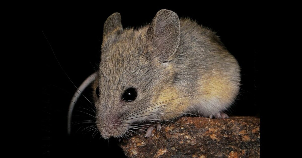 Rato a 7000 metros nos Andes desafia os limites da vida