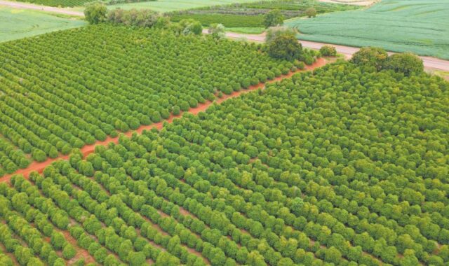 OMC expõe vulnerabilidade do Brasil em fertilizantes