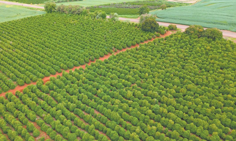OMC expõe vulnerabilidade do Brasil em fertilizantes
