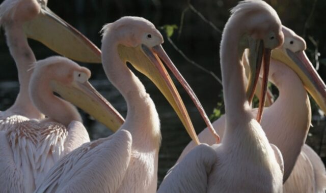 El Niño Peru 2024: Pelicanos famintos alertam para fenômeno severo