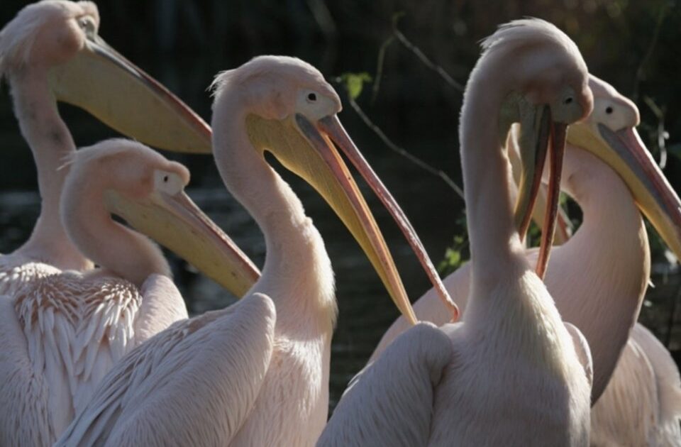 El Niño Peru 2024: Pelicanos famintos alertam para fenômeno severo