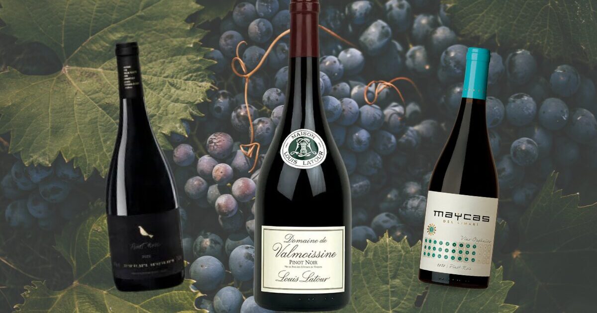 Pinot Noir: 13 rótulos da estrela temperamental do vinho