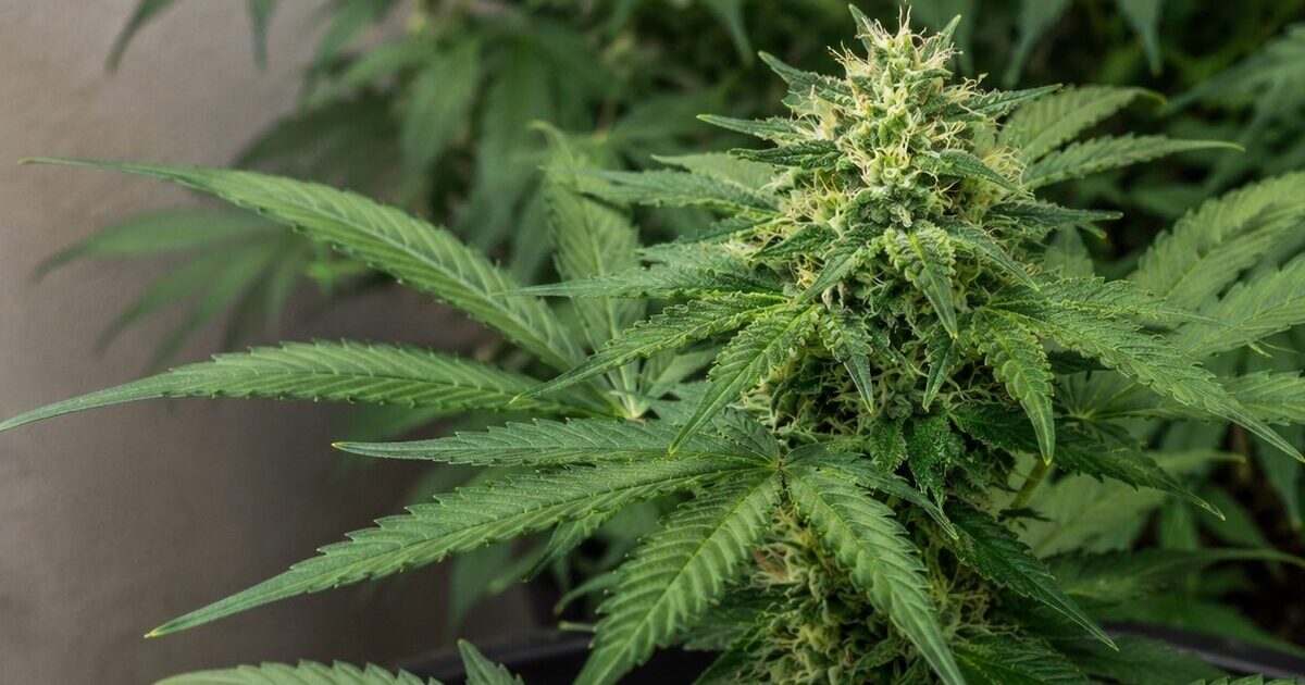 Cultivo de cannabis é permitido no Brasil