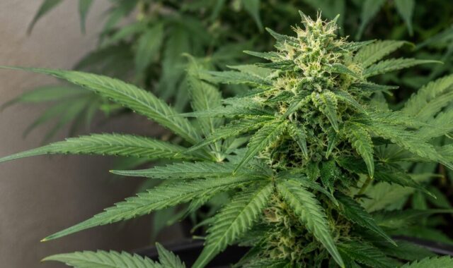 Cultivo de cannabis é permitido no Brasil